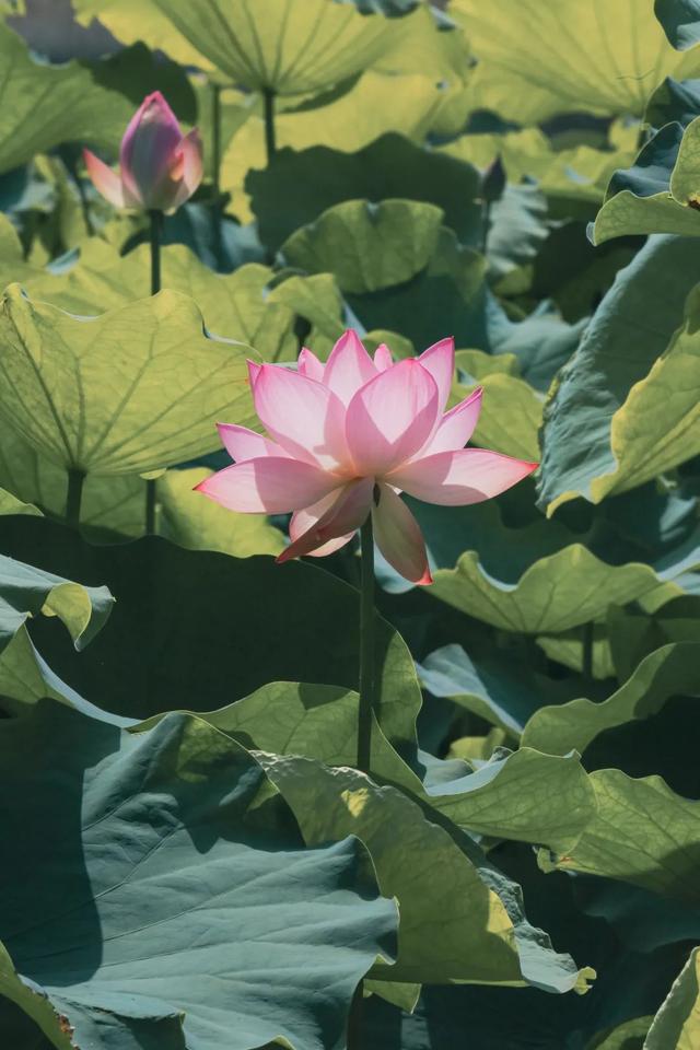 普陀山旅游攻略最新，普陀山旅游攻略2021（期待与你在普陀山朱家尖的邂逅~）