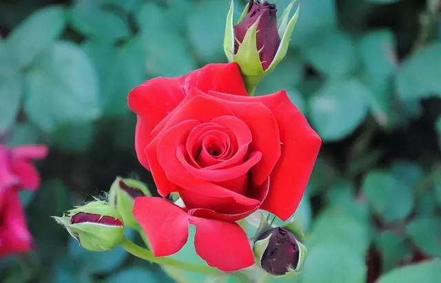 梅花象征什么，梅花象征什么青松象征什么雪花象征什么（中国十大名花排行榜）