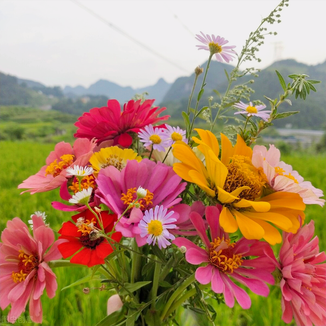 赠送玫瑰花的祝福语，送玫瑰花的祝福语简短（有花陪伴最幸福；有叶牵挂更美好）