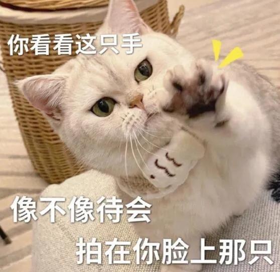 猫猫表情包，猫猫虫表情包（你家里是开幼儿园的吗图片）
