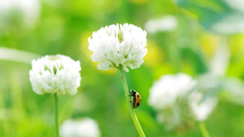 保护眼睛的桌面壁纸，经常对着电脑眼睛疼怎么办（保护眼睛从我做起…）