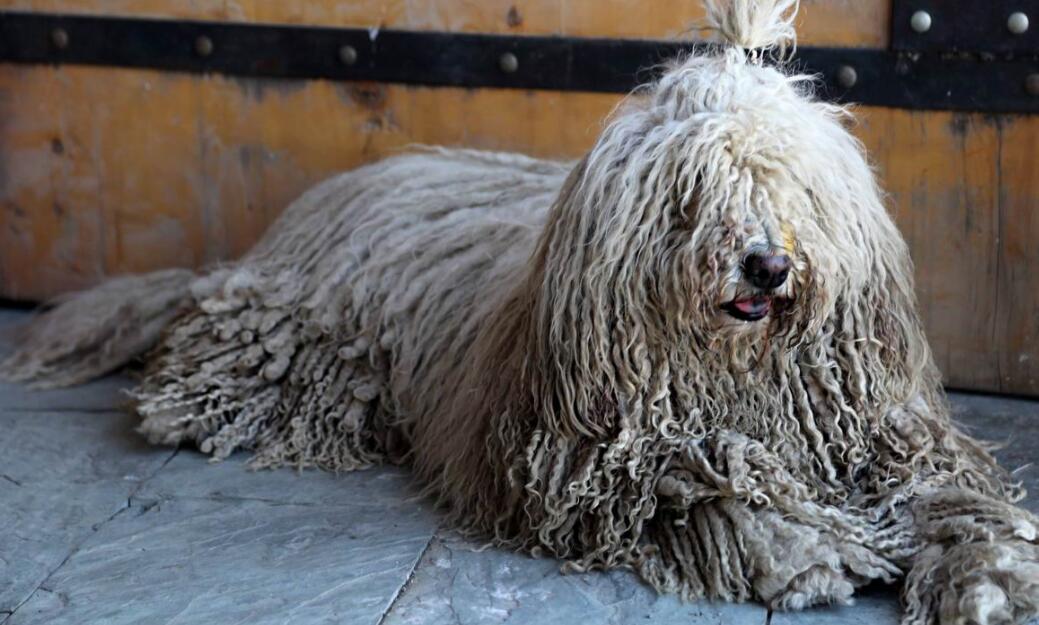 关于可蒙犬的一两事