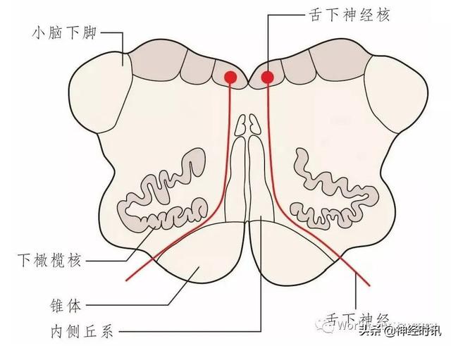 属于膜迷路的结构是，属于膜迷路的结构是蜗管蜗顶（彩图经典版│脑神经和脑神经核解剖）