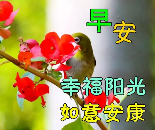 唯美圖片帶字,唯美帶字圖片(唯美的早上好問候語圖片帶字)