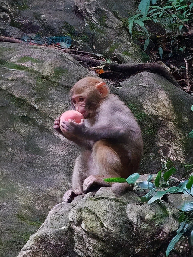 避是什么生肖，避是什么生肖动物（华夏风范丨十二生肖：猴）