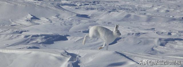 兔子冬眠吗，野生兔子冬眠吗（这只兔子49天跑路388公里）