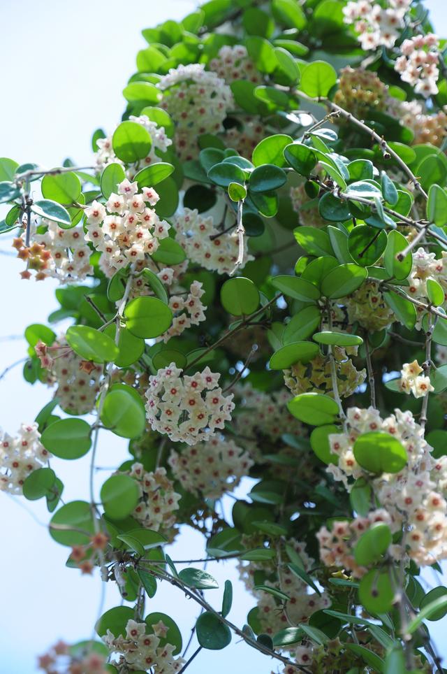 匍枝根霉的有性生殖方式是，。A.同配B.异配C.卵式生殖D.接合生殖（就选“杂匍球兰”）