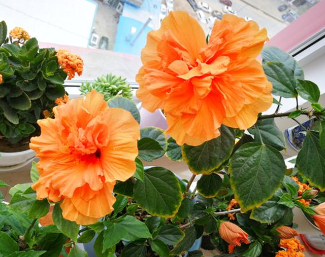 什么花盆栽好养四季开花，7种花很“勤奋”