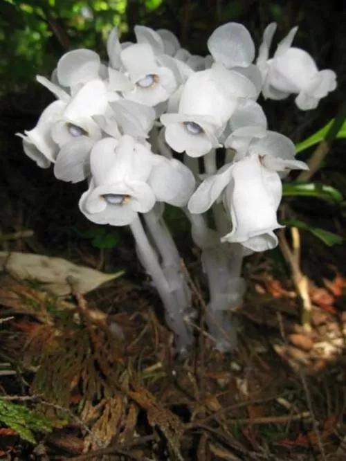 水晶兰的花语是什么，水晶兰是吉祥花吗（幽灵之花一一水晶兰）