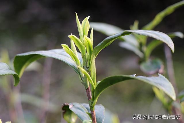 安吉白茶怎么样，安吉白茶一般是什么样的（安吉白茶口感特点）