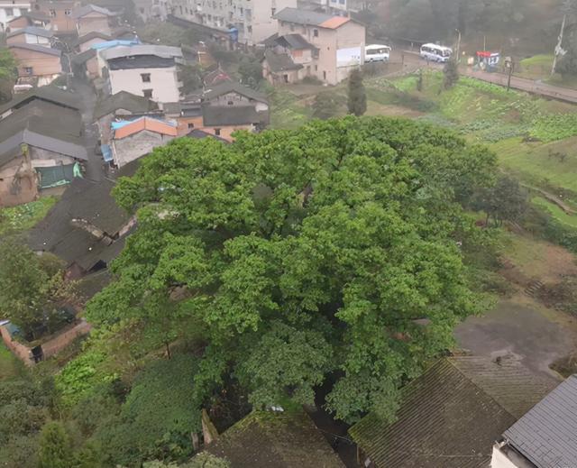 黄葛树（黄葛树简介，重庆最老的市树在江津（黄葛树的介绍）