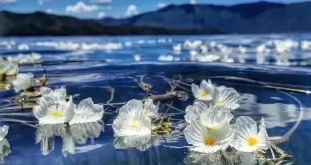 水性杨花是什么意思，海菜花为啥叫水性杨花（与“水性杨花”来场美妙的邂逅吧）