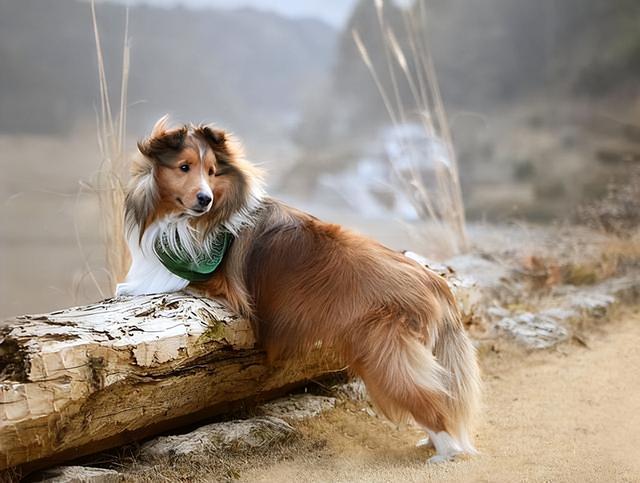 喜乐蒂牧羊犬价格，喜乐蒂牧羊犬的价格（这几点，不是人人都能接受的）