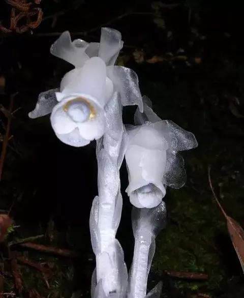水晶兰的花语是什么，水晶兰是吉祥花吗（幽灵之花一一水晶兰）