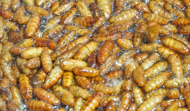 鹌鹑蛋是发物吗，属于发物的食物一览表（8种“增补食物”要多吃）