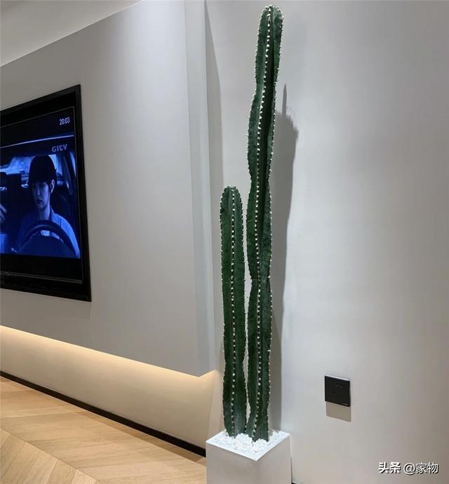 10种好看的鸟，这8种造型又漂亮又好养