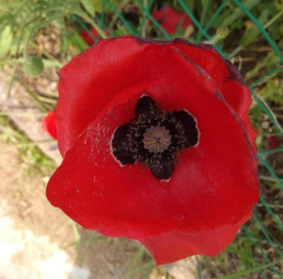 香水百合有毒吗，香水百合有毒吗 能放在卧室里吗（家有小孩请远离）