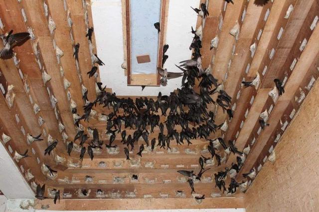 燕窝多少钱一斤，燕窝价格多少一斤（小哥筑屋引燕一个月产5斤燕窝）