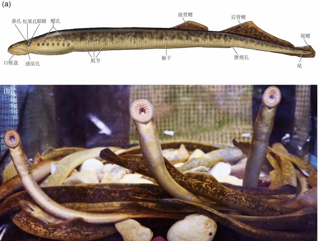 精选鱼类高清图集，聚焦动脉与食道解剖结构，展现水下生物内部奥秘与生理构造细节。