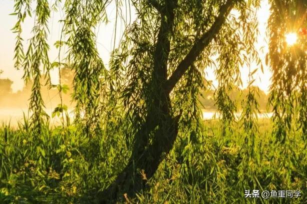 清明节气谚语有哪些 清明节的农事谚语和天气谚语，清明节气谚语有哪些（天气预报：重阳节将至）