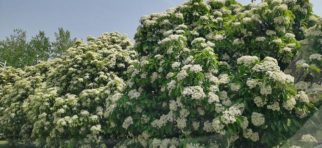 石楠花气味是什么味道，为什么路边种那么多