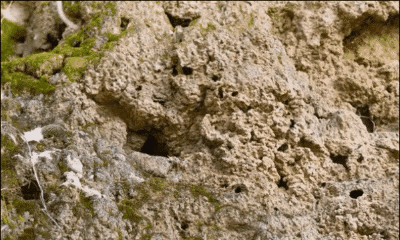 海母和水母区别，海母和水母图片大全（罕见的36张照片）