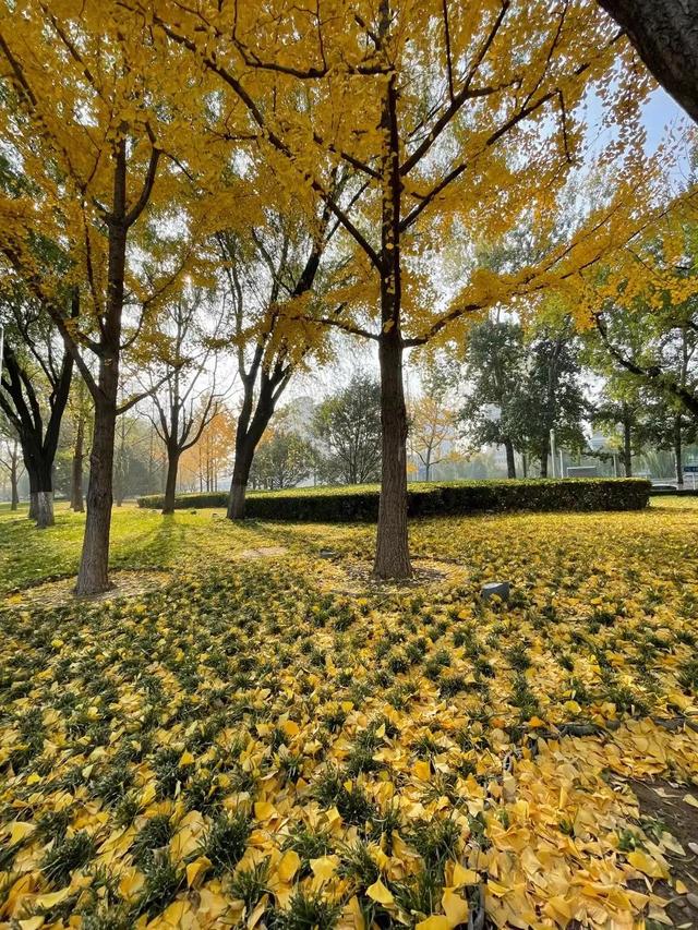 肃肃宵征夙夜在公什么意思，肃肃宵征夙夜在公是加班还是辞职（源自《诗经》的成语）