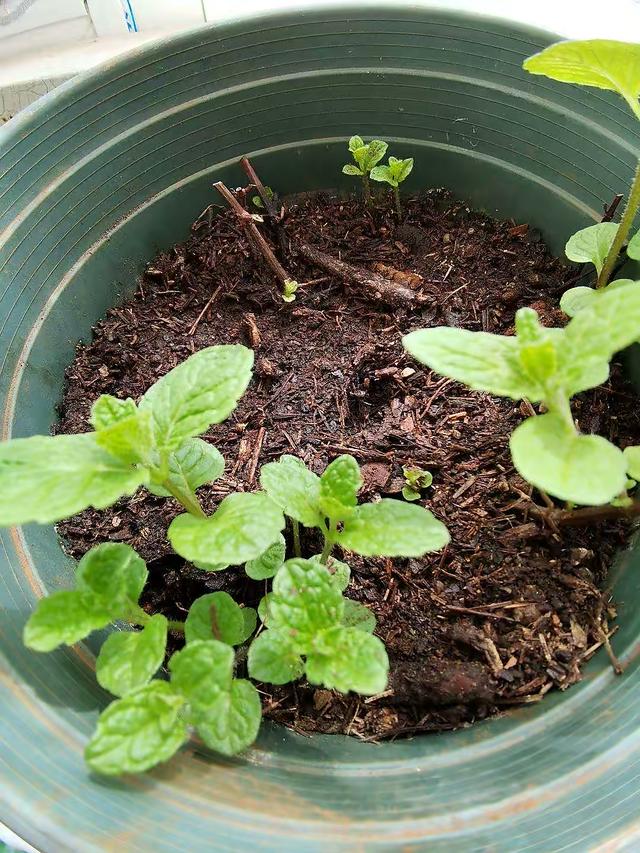 薄荷喜阴还是喜阳，薄荷喜欢酸性还是碱性（“2点”要充足）