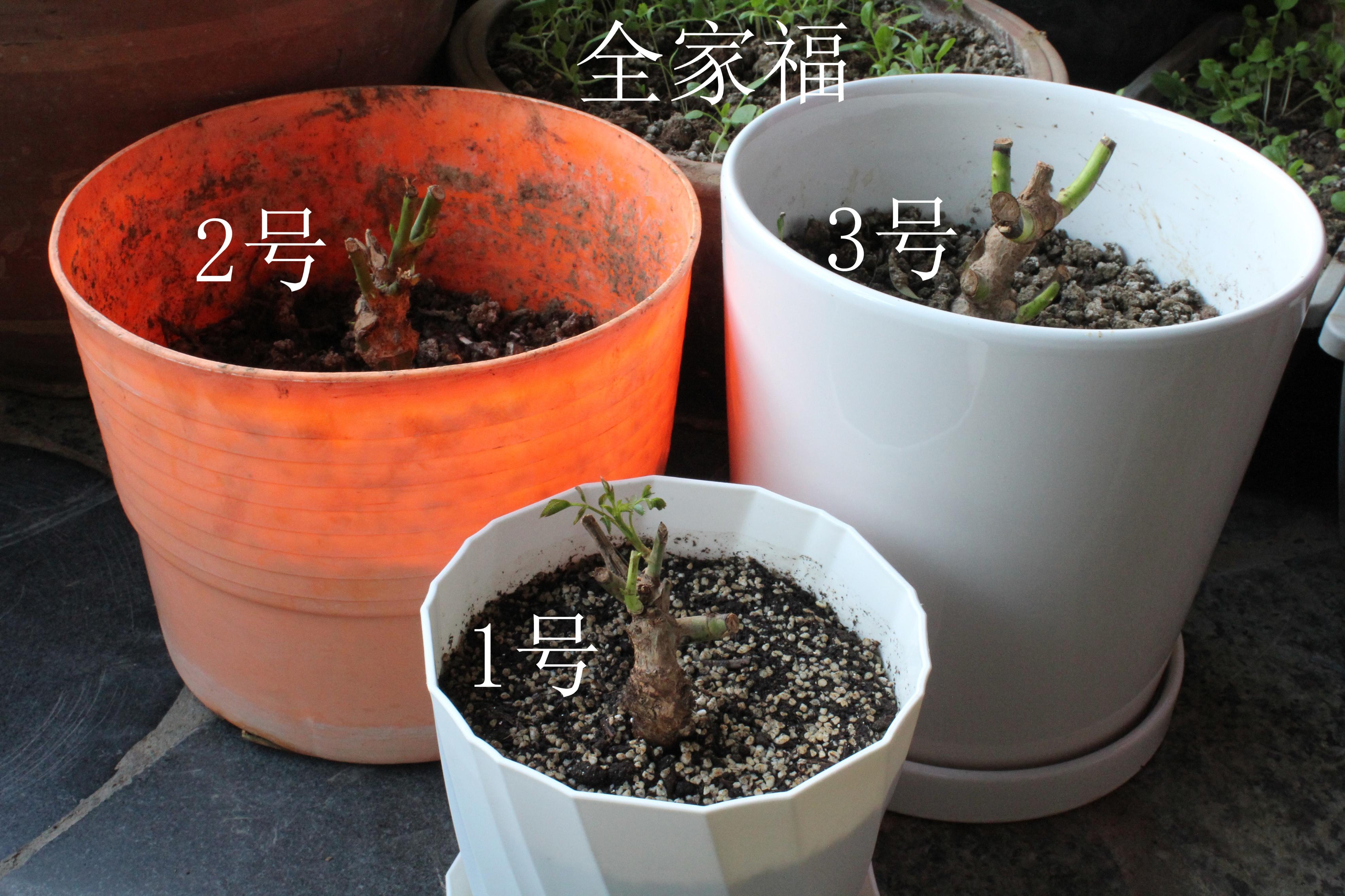 从零开始学养花(适合室内养的32种花)