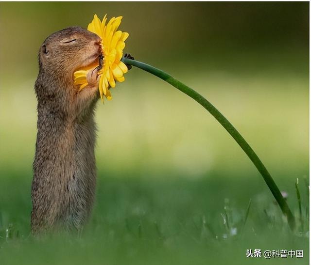 各个省份市花，这种花竟然会“变脸”