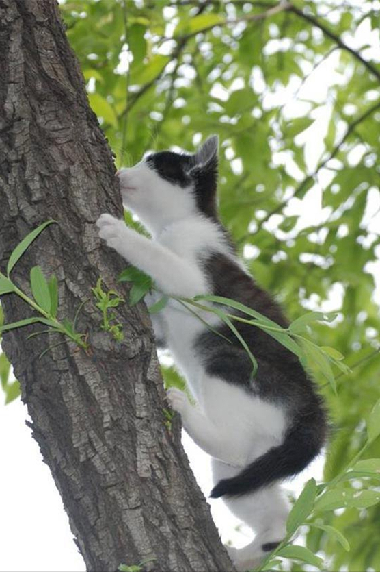 猫咪体温多少正常 猫咪体温多少度算发烧