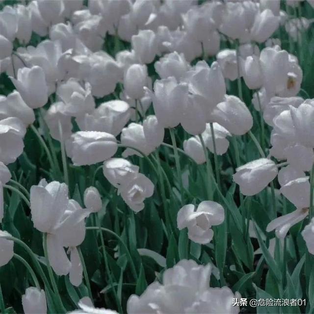 唯美的文案短句，唯美的文案句子（优美的文案短句）