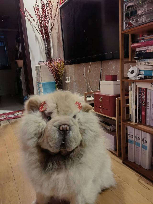 可爱的小狗狗，可爱小狗品种（小可爱小狗狗图片）