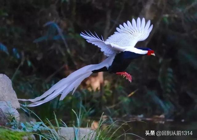 白娴鸟（白娴鸟图片，白娴鸟怎样的养殖（白鹇鸟唯美图片）