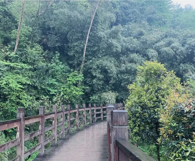 千佛山森林公园，千佛山在哪（不收门票的5个成都周边“小森林”）