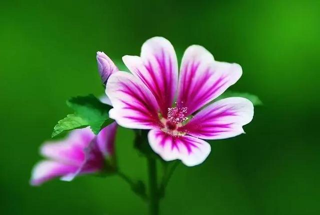 锦葵花寓意，锦葵花花语是什么（小巧精致的锦葵花）