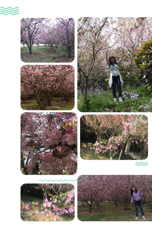 西府海棠的花语和寓意，西府海棠的花语和寓意是什么（钟山*雨花台*玄武湖）