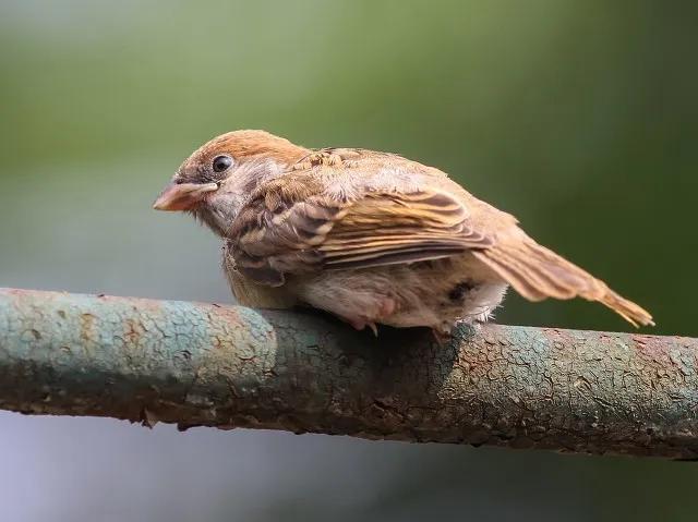 麻雀吃什么，麻雀吃什么的（麻雀是可以养活的）