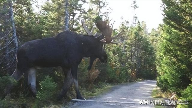 鹿血酒多少钱一瓶，鹿血酒一瓶500ml要多少钱（这是人们认为它是仙兽真正的原因）