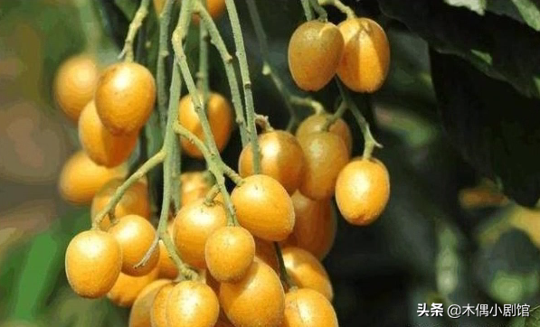 南方水果之王，北方人却直呼“吃不起”