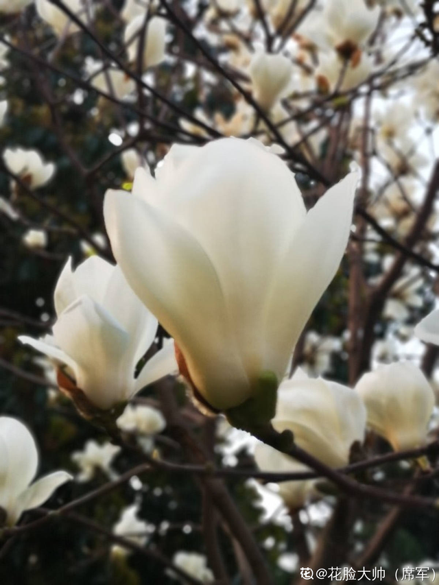 玉兰花的寓意和象征，玉兰花的寓意和象征和花语（还有“镇宅吉利”好兆头）