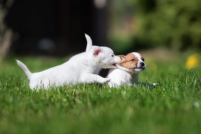 怎么看狗狗的年龄，如何看狗狗的年龄（养狗人：狗的一生“8个阶段”）