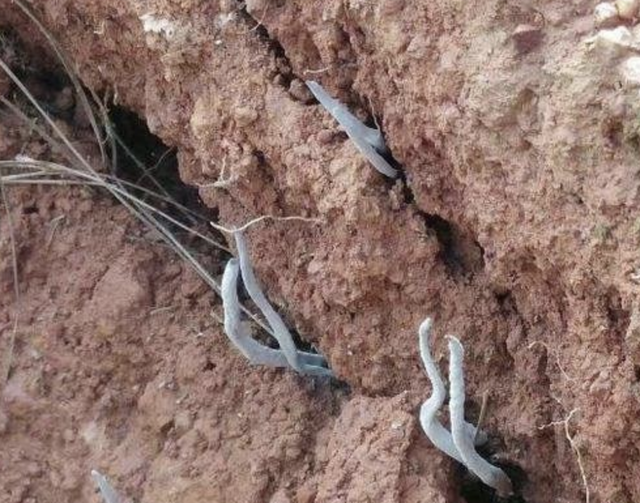 泥土最珍贵，泥土最珍贵阅读理解及答案（如今90元一两有人买）