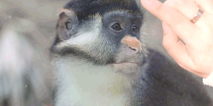 深圳世界之窗门票多少钱一张，深圳世界之窗晚上门票多少（动物园\u0026世界之窗/欢乐海岸水秀）