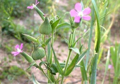 野菜的种类，野菜的种类名称及图片（120种野菜介绍）