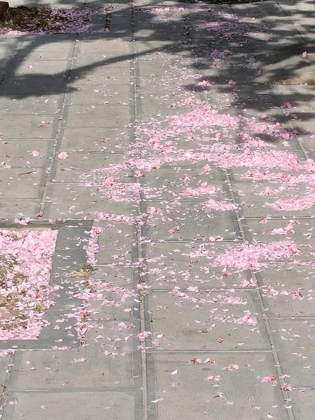 春夜喜雨诗意是什么，春夜喜雨的意思及诗意（春夜喜雨之后，花瓣泪流寂寞）