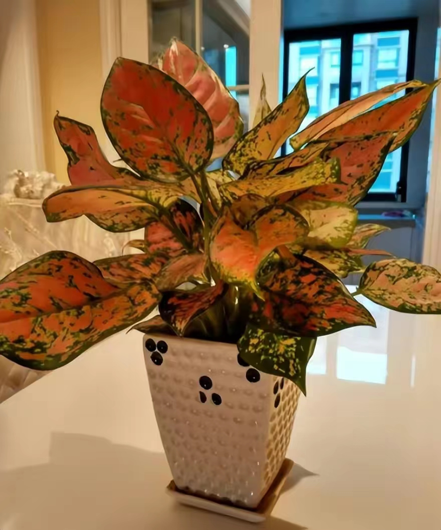 象征高贵的花，清冷而高贵的花（养在家里气质不凡）