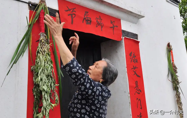 端午节挂艾草怎么挂，端午节艾草怎么挂（端午挂艾草，都有啥讲究）