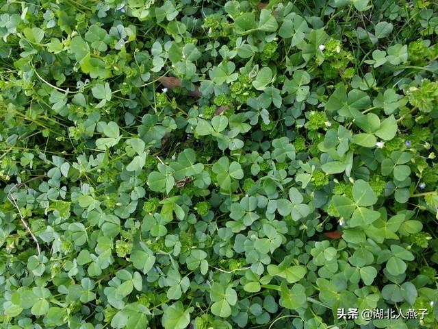 菜图片大全大图，饭店菜谱大全带图片（这43种时令野菜大量生长出来）