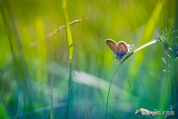关于立春的经典诗，关于立春的经典古诗（开启诗情画意的一年）